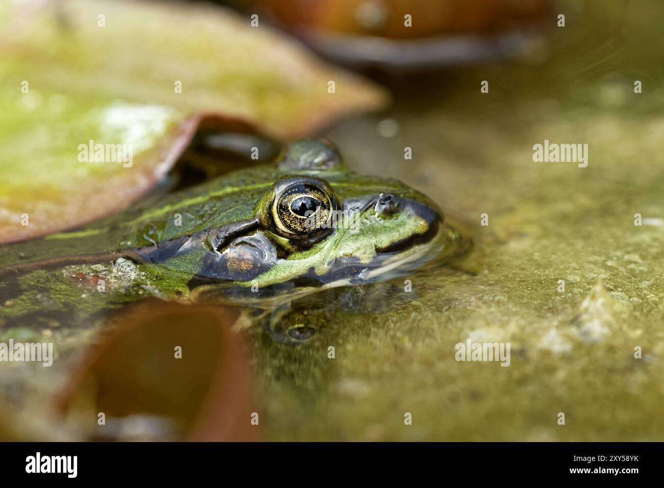 Edible Frog Stock Photo