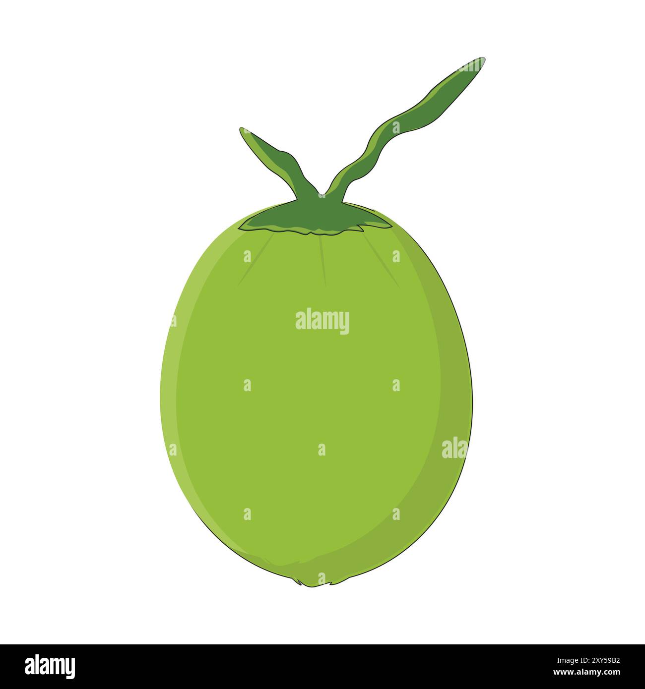 Green coconut vector graphics, Young coconut water icon. Summer coconut ...