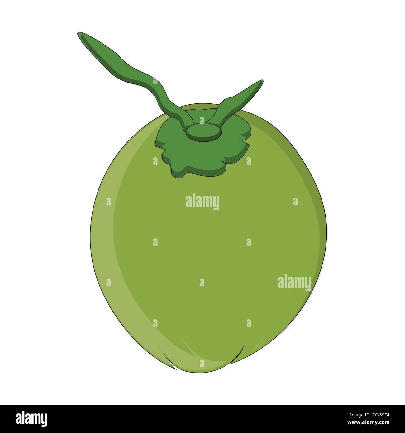 Green coconut vector graphics, Young coconut water icon. Summer coconut ...