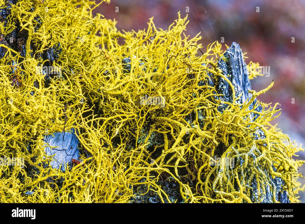 Close up at toxic Wolf lichen on a tree stump Stock Photo
