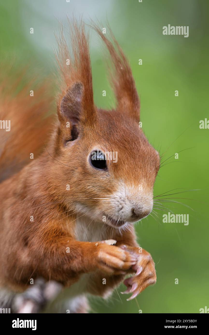 Squirrel eats bird food Stock Photo