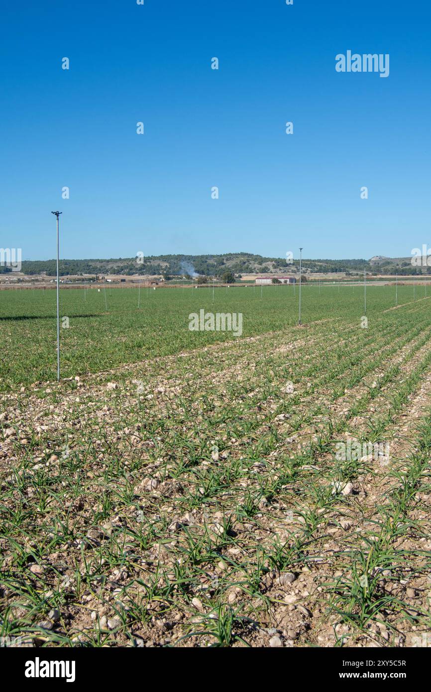 Cultivo de cebolla cultivo de cebolla hi-res stock photography and ...