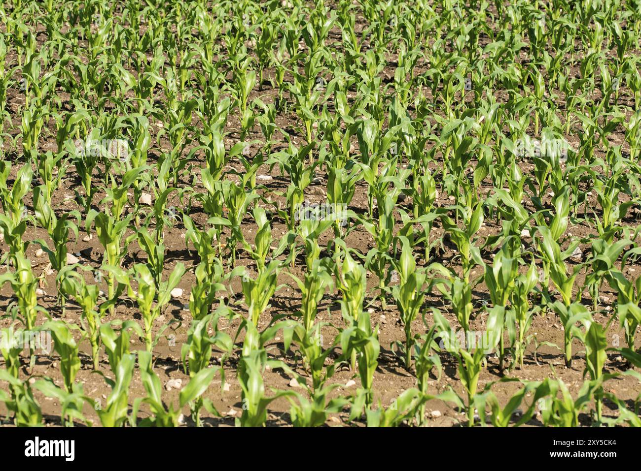 Agriculture shot rows young corn hi-res stock photography and images ...