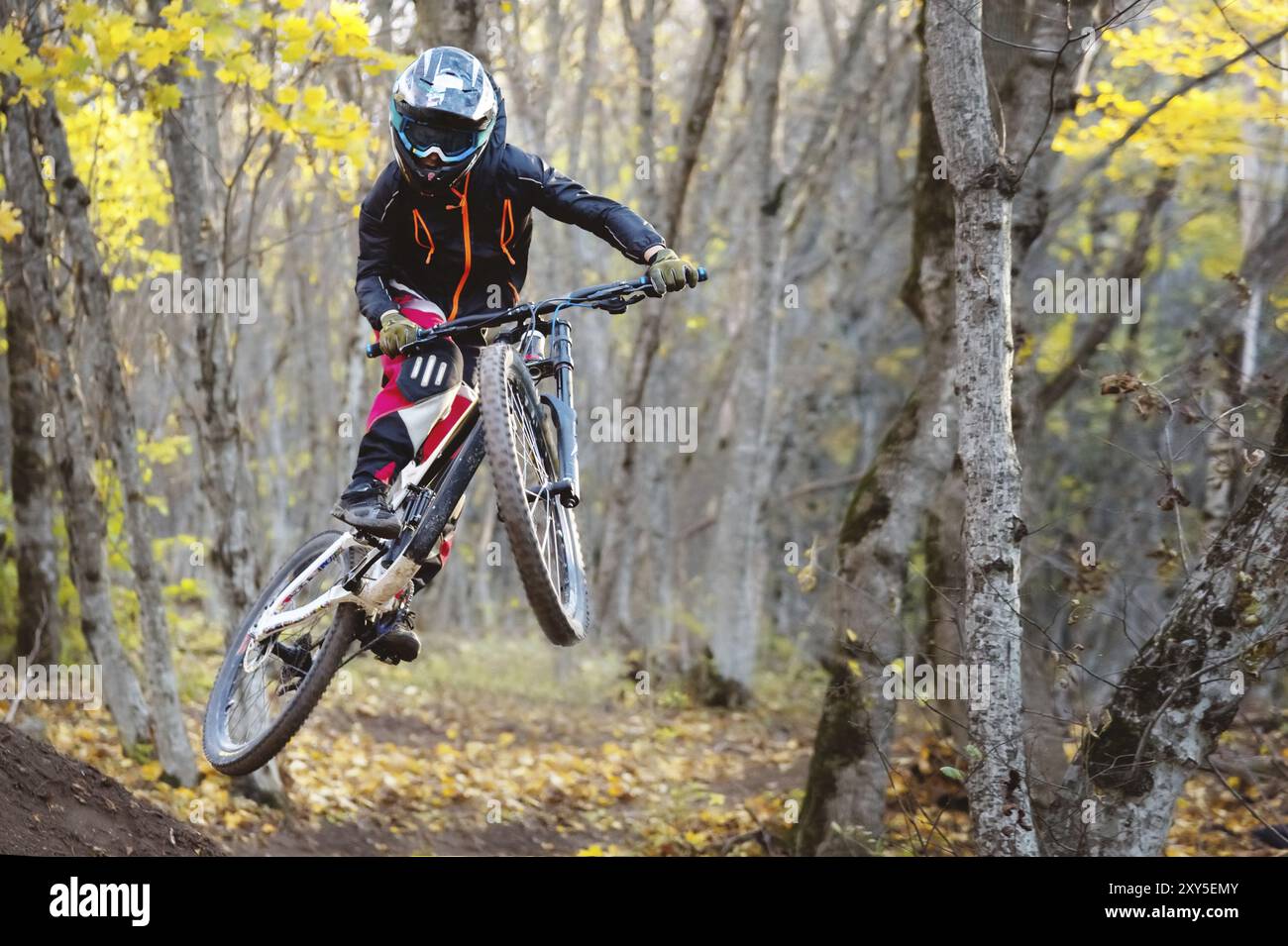 A young rider at the wheel of his mountain bike makes a trick in jumping on the springboard of the downhill mountain path in the autumn forest. The co Stock Photo