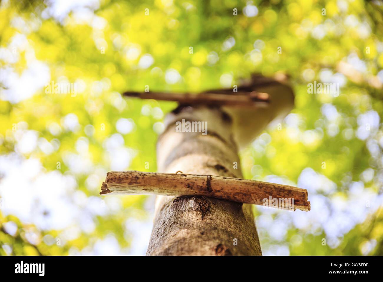 Close up of ladder rung on a tree, outdoors in the wood Stock Photo - Alamy