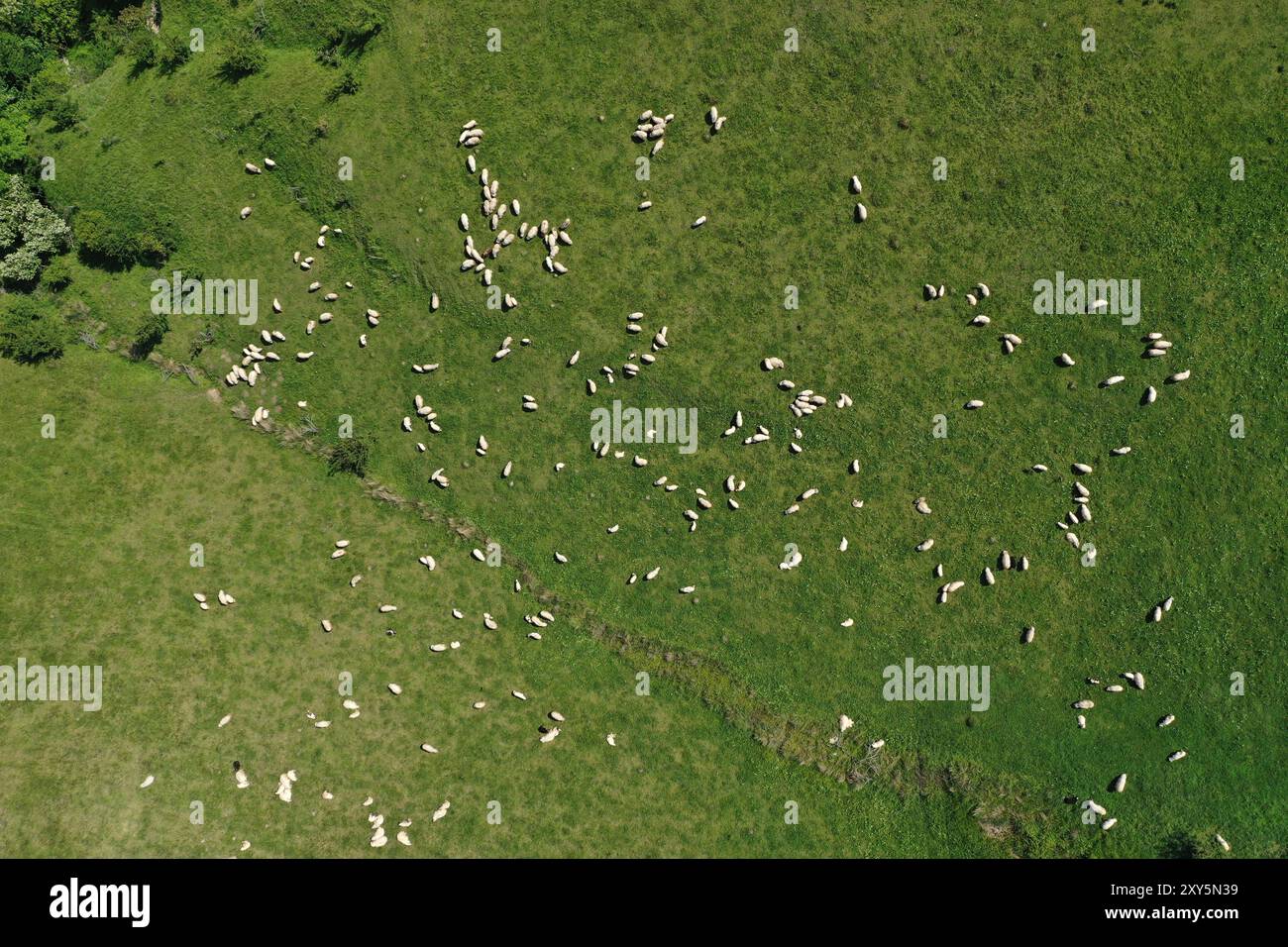 Aerial view on sheep flock hi-res stock photography and images - Alamy