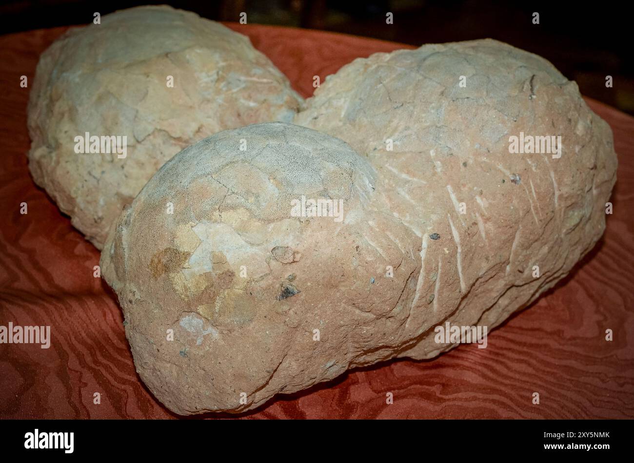 Hateg, Romania - Fossilized dwarf dinosaur eggs, a unique feature was ...