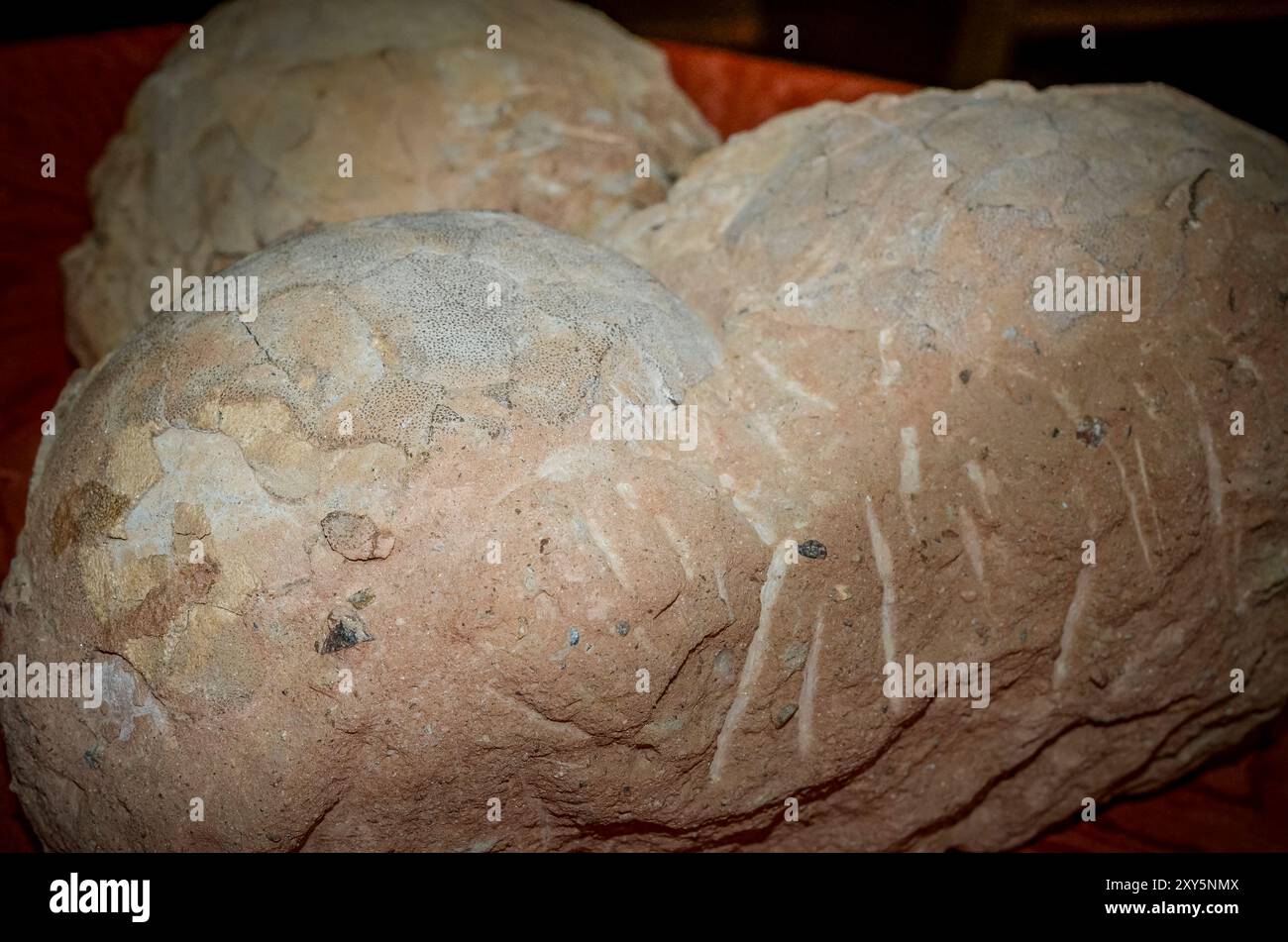 Hateg, Romania - Fossilized dwarf dinosaur eggs, a unique feature was ...