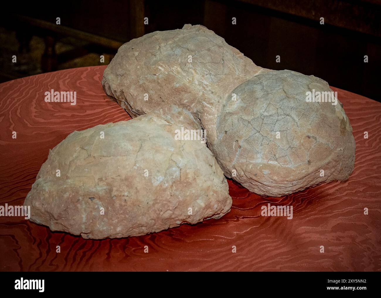 Hateg, Romania - Fossilized dwarf dinosaur eggs, a unique feature was ...