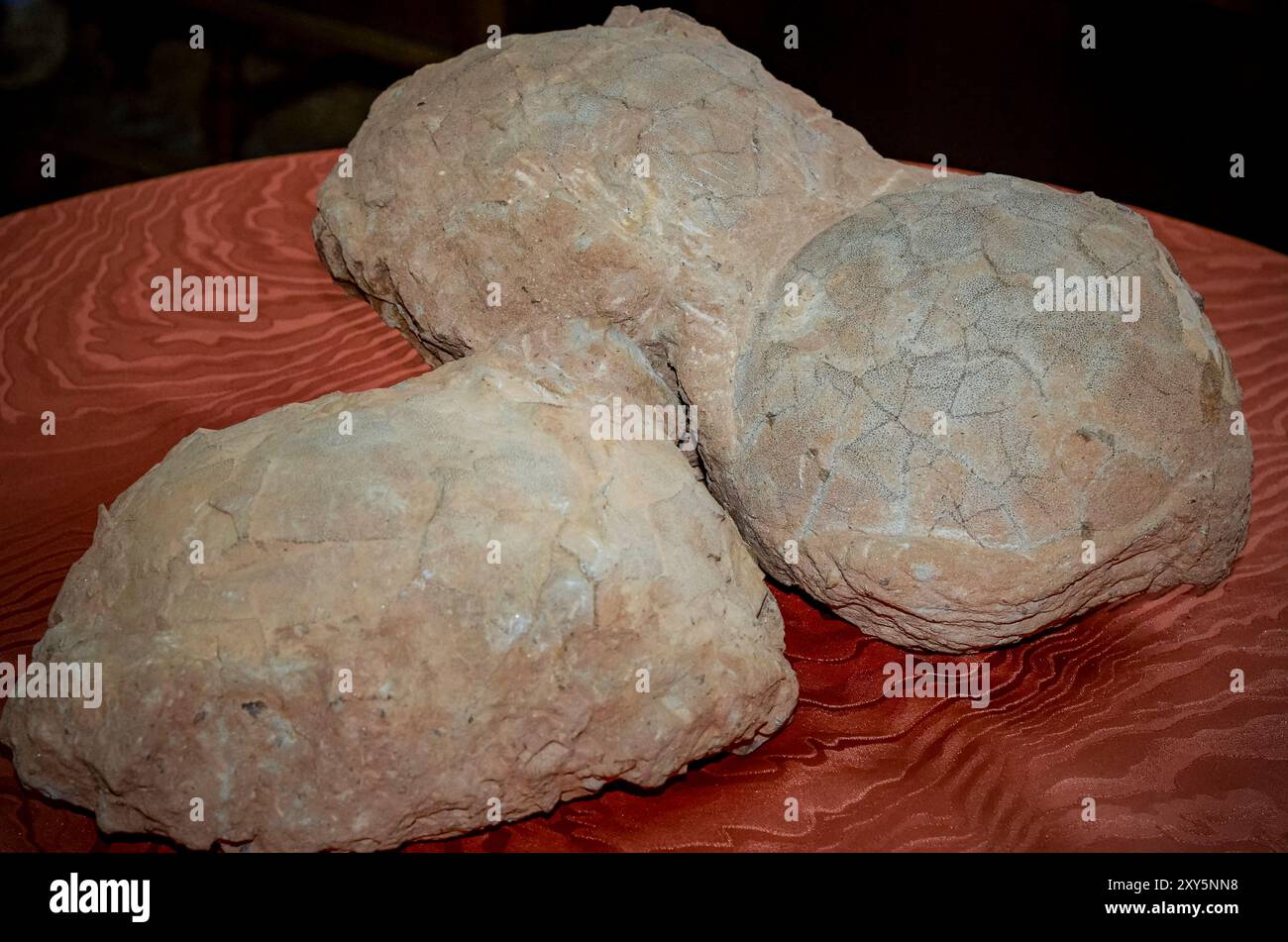 Hateg, Romania - Fossilized dwarf dinosaur eggs, a unique feature was ...