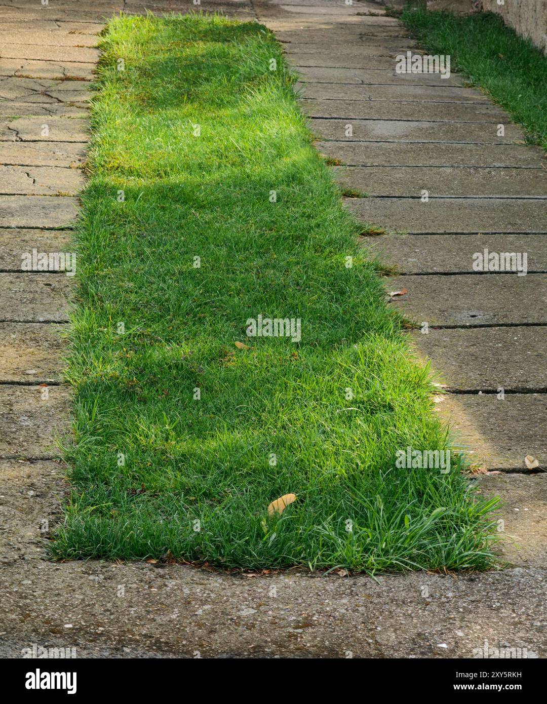 Light and Shadow on the Lawn: A Green Carpet in the House Yard. Stock Photo