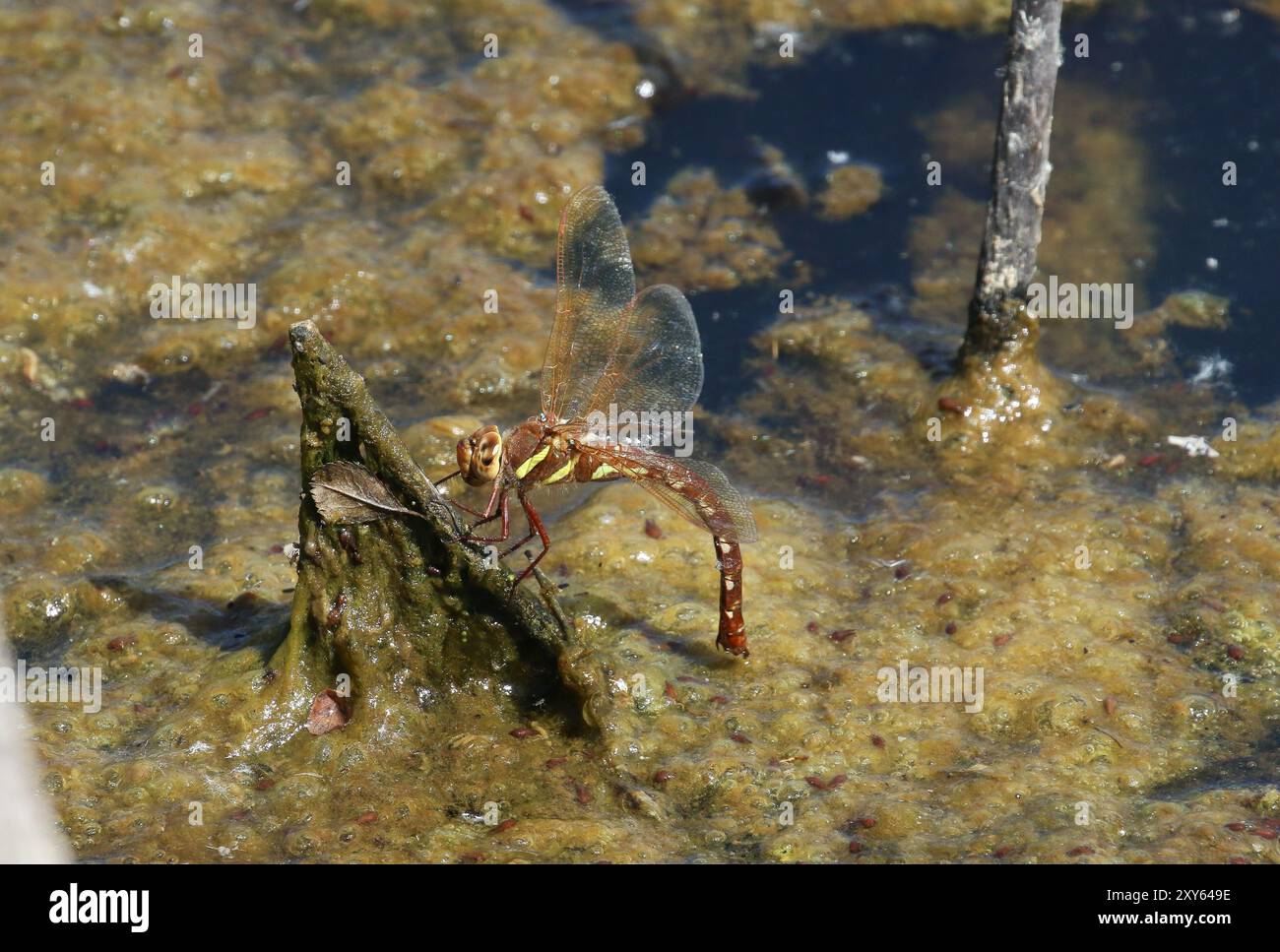 Hawker Insect Amber insect uk hi-res stock photography and images - Alamy