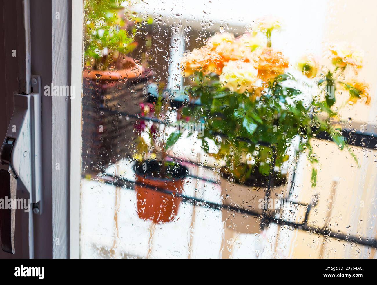 Mini rose bush in pot hi-res stock photography and images - Alamy