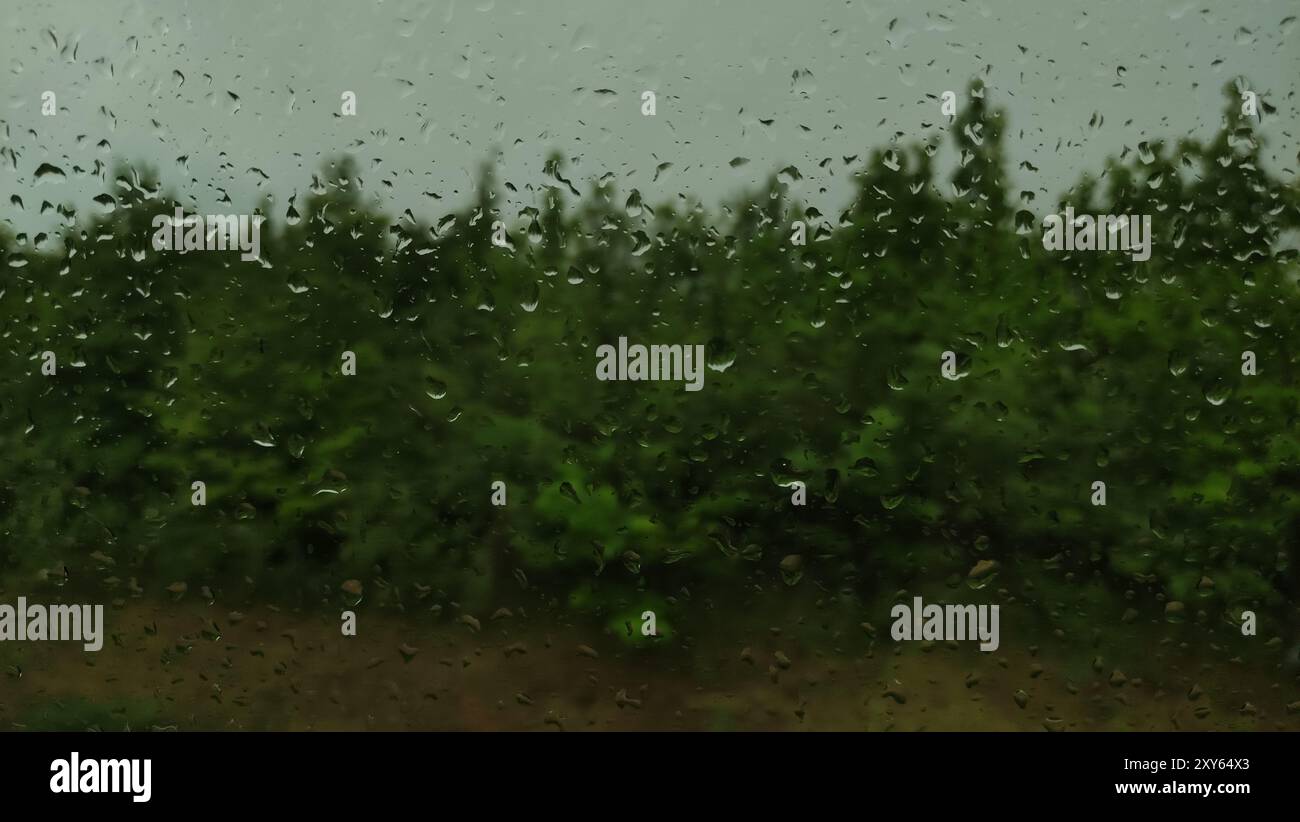 Lush green forest standing tall under cloudy sky drops of rain on the ...