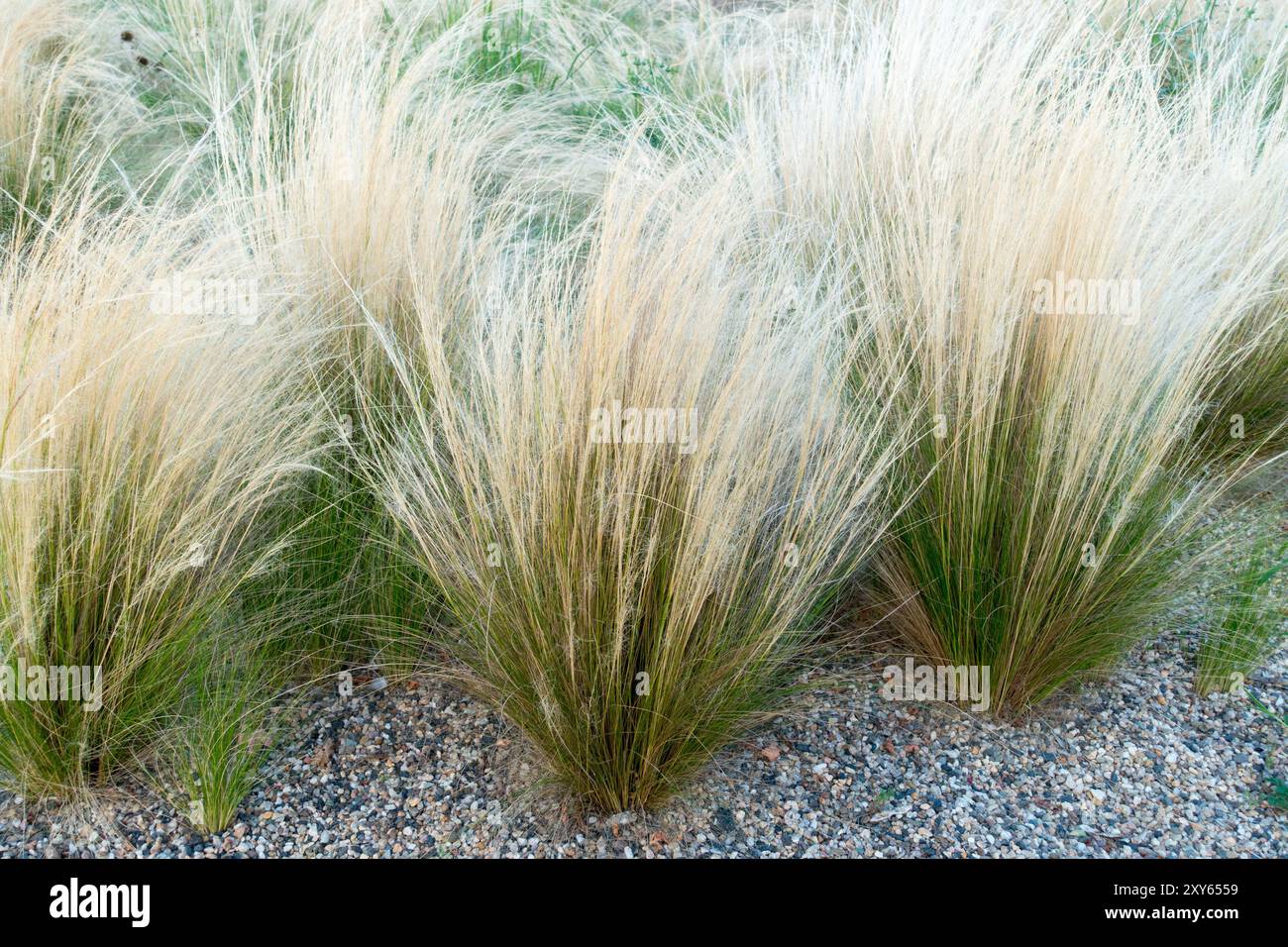 Stipa tenuissima Pony Tails Nassella Ponytail Ponytails, Finestem Needlegrass Mexican Feathergrass growing in gravel Stock Photo