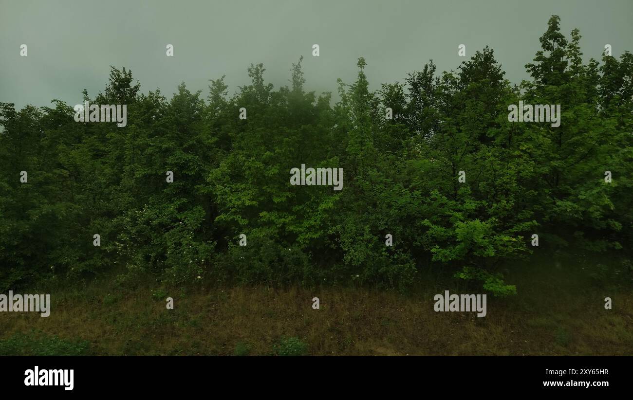 Lush green forest standing tall under cloudy sky Stock Photo - Alamy