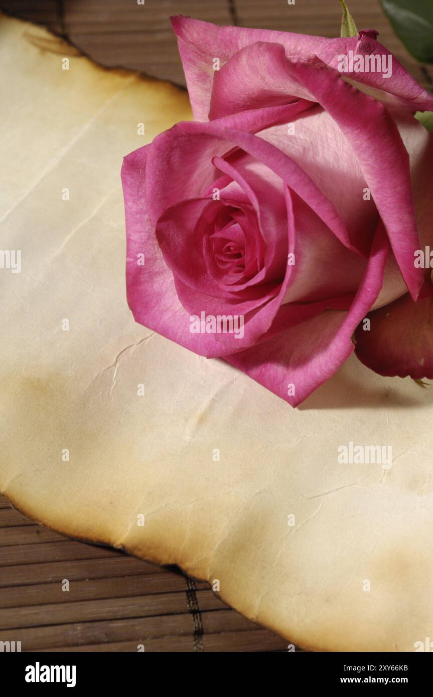 Pink rose on aged parchment paper Love letter conceptual artistic still life background Stock Photo