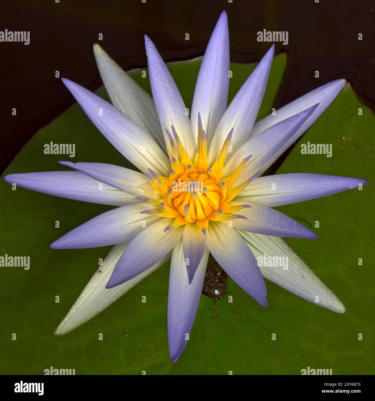 Blue star water lily hi-res stock photography and images - Alamy