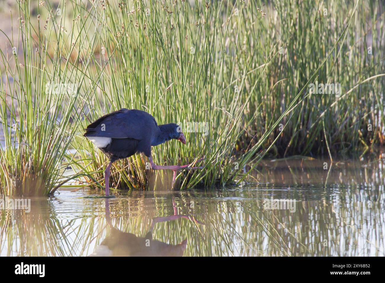 Grey-headed swamphen (Porphyrio porphyrio) Stock Photo