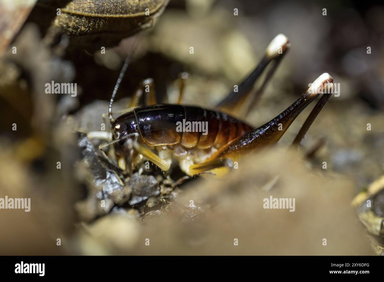Cricket (Glaphyrosoma sp. 1) sitting on the forest floor, at night in the tropical rainforest, Refugio Nacional de Vida Silvestre Mixto Bosque Alegre, Stock Photo