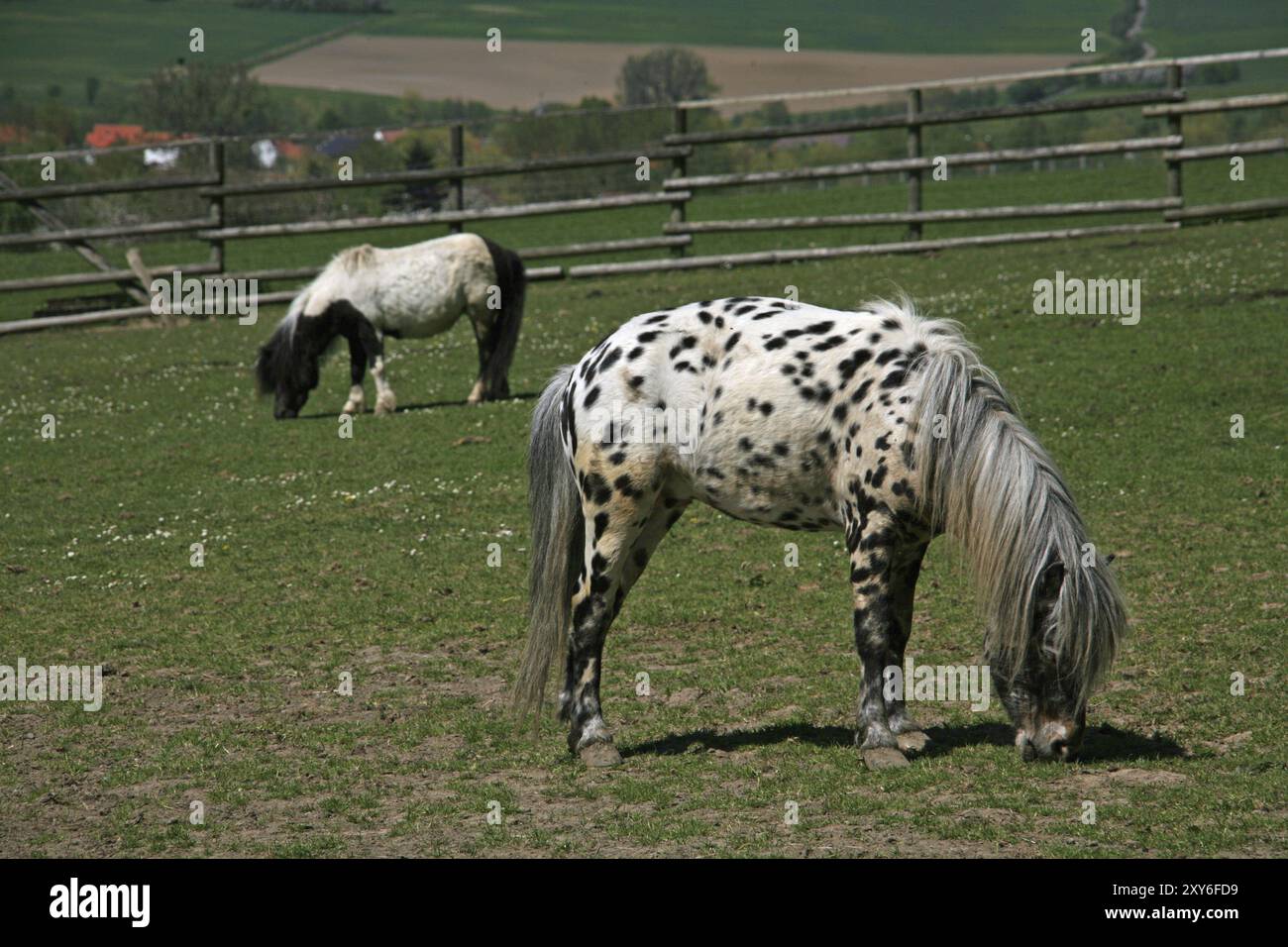 Pied pony on a pasture Stock Photo