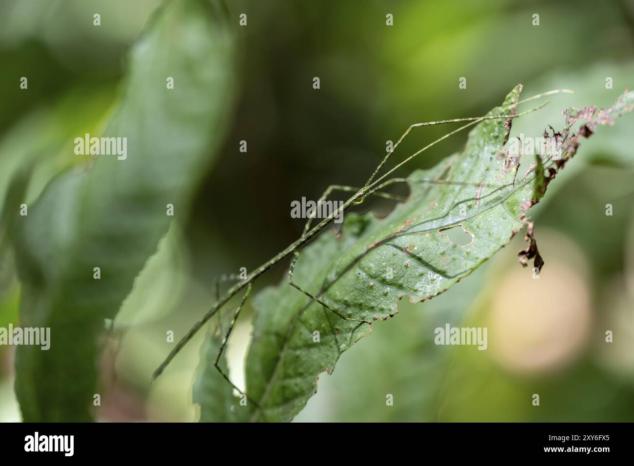 Green patterned stick insect (Phasmatodea) camouflaging itself on a ...