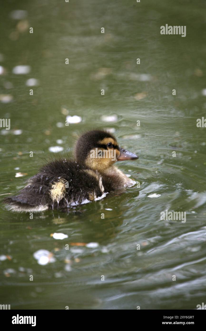 Duck Offspring Mallard duck offspring Stock Photo - Alamy