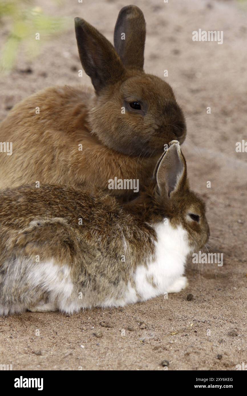 Two Rabbit Alamy Cuddly rabbit childs toy hi-res stock photography and images - Alamy