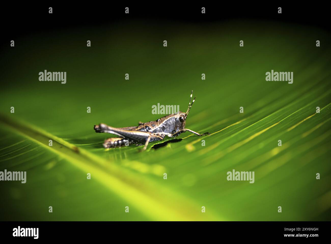 Grasshopper (Orthoptera) sitting on a leaf, at night in the tropical rainforest, Refugio Nacional de Vida Silvestre Mixto Bosque Alegre, Alajuela prov Stock Photo