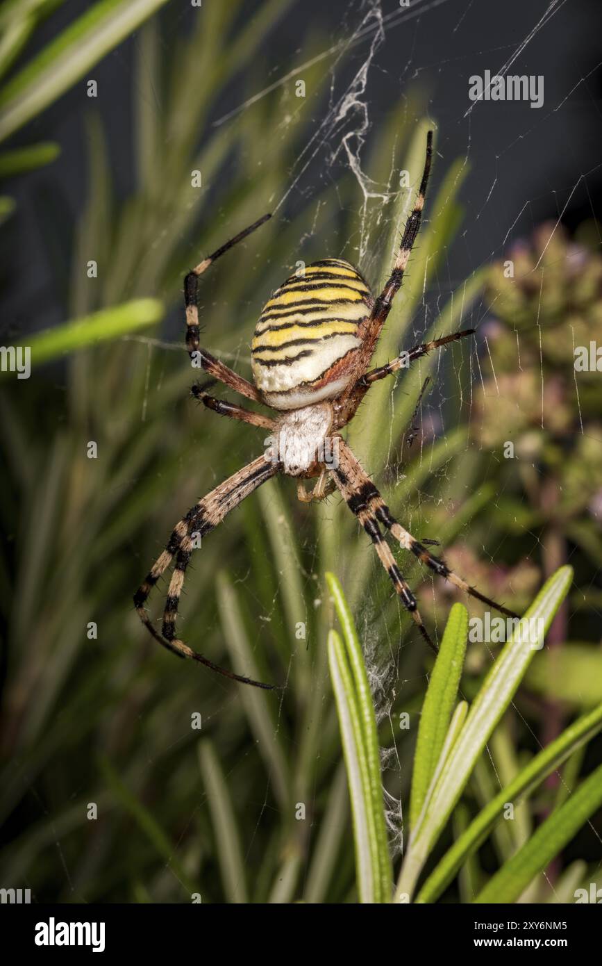 Large wasp spider in its web between meadow flowers Stock Photo - Alamy