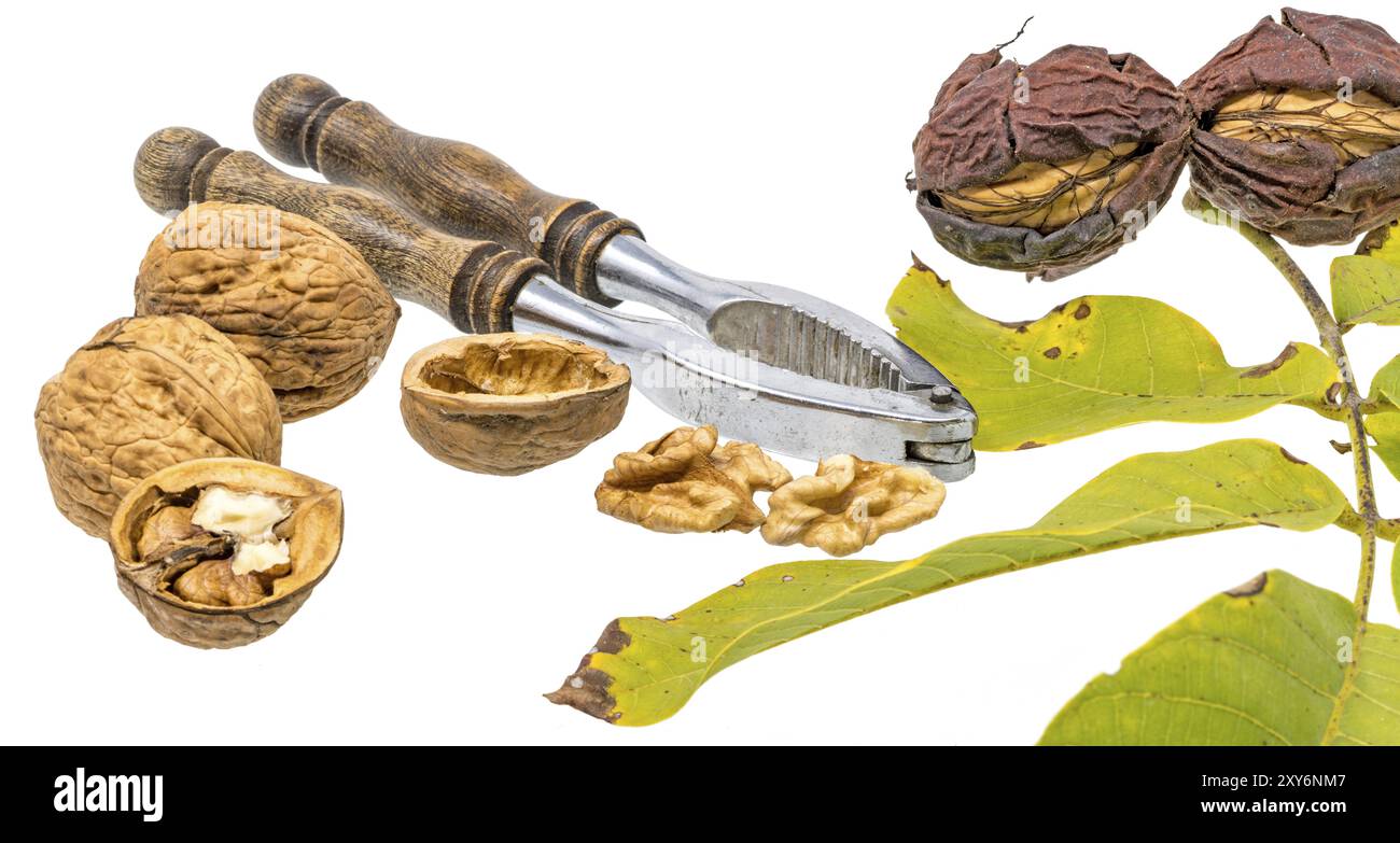 Walnuts and nutcracker with fresh walnuts on a branch and green leaves, cropped on white Stock Photo