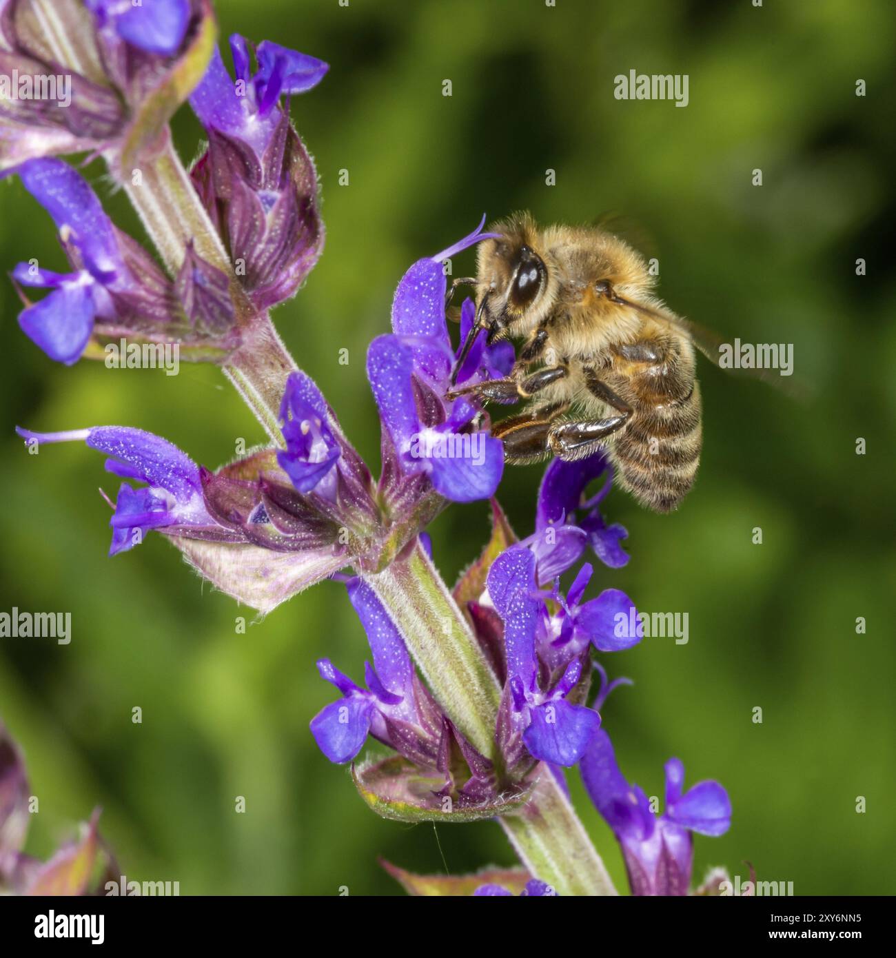 Bee sitting on sage hi-res stock photography and images - Alamy
