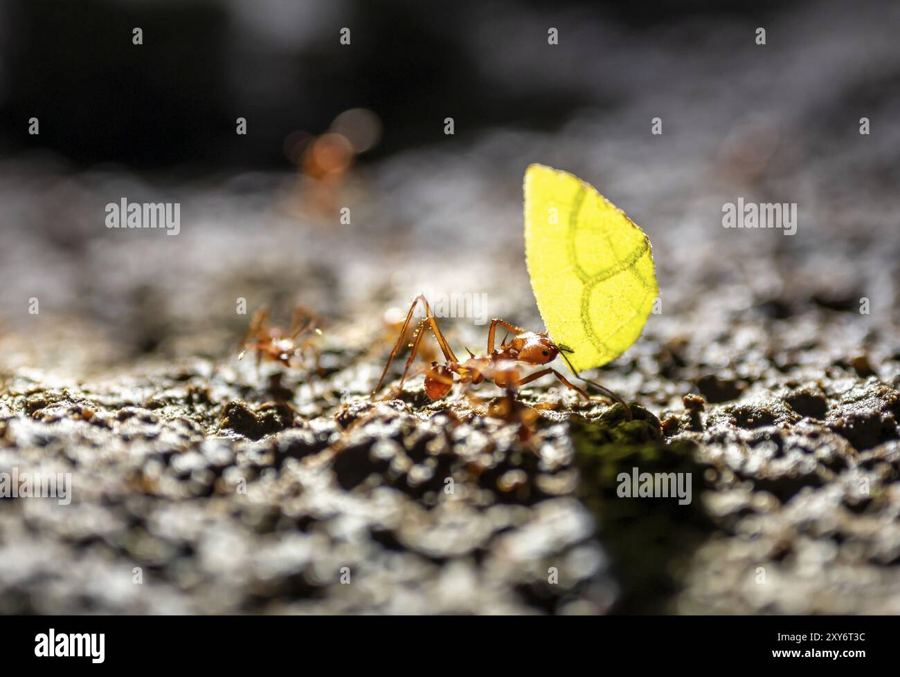 Leafcutter ant (Atta cephalotes) carrying a piece of leaf, at night in the tropical rainforest, Refugio Nacional de Vida Silvestre Mixto Bosque Alegre Stock Photo