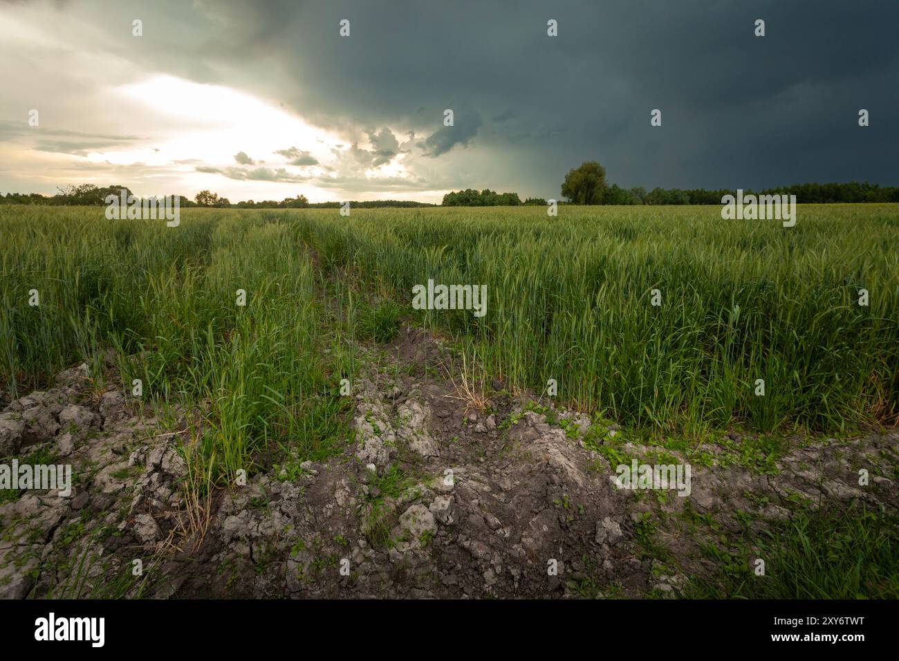 Stormy dark cloud and glare from the sun over a field with growing grain, spring day, eastern Poland Stock Photo