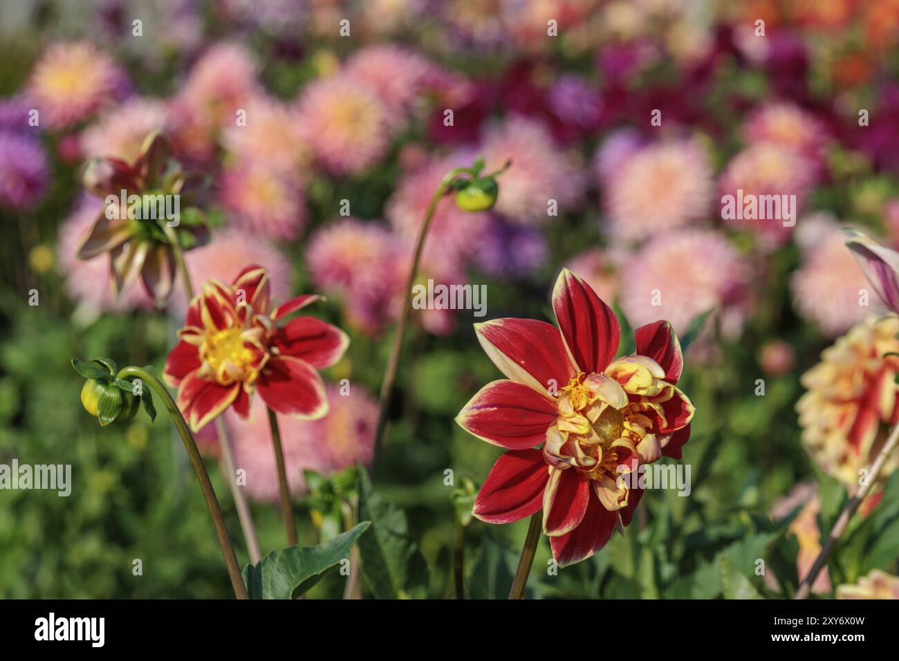 Yellow dahlias in front hi-res stock photography and images - Alamy