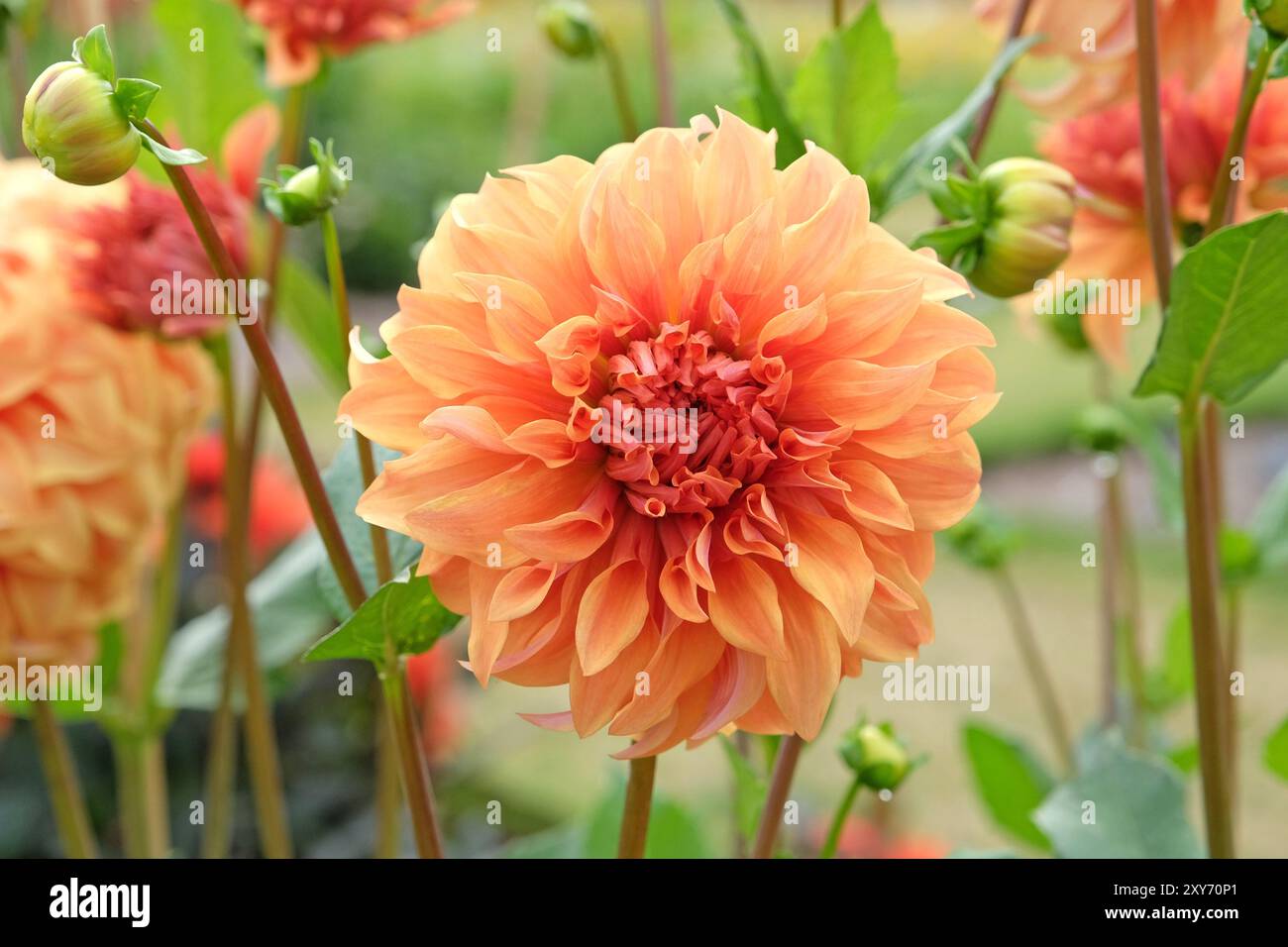 Dahlia great hercules hi-res stock photography and images - Alamy