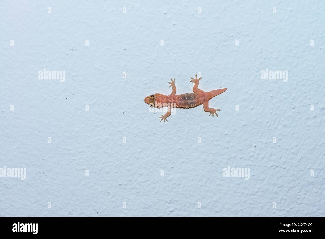 A detailed macro photo of Hemidactylus turcicus, commonly known as the ...