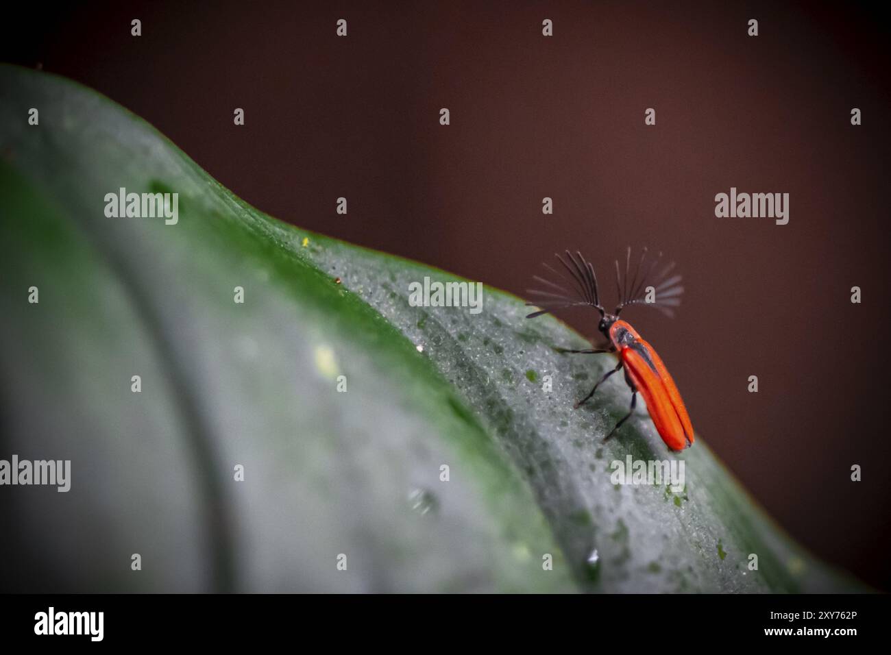 Fire-coloured beetle (Pyrochroidae) sitting on a leaf, at night in the tropical rainforest, Refugio Nacional de Vida Silvestre Mixto Bosque Alegre, Al Stock Photo