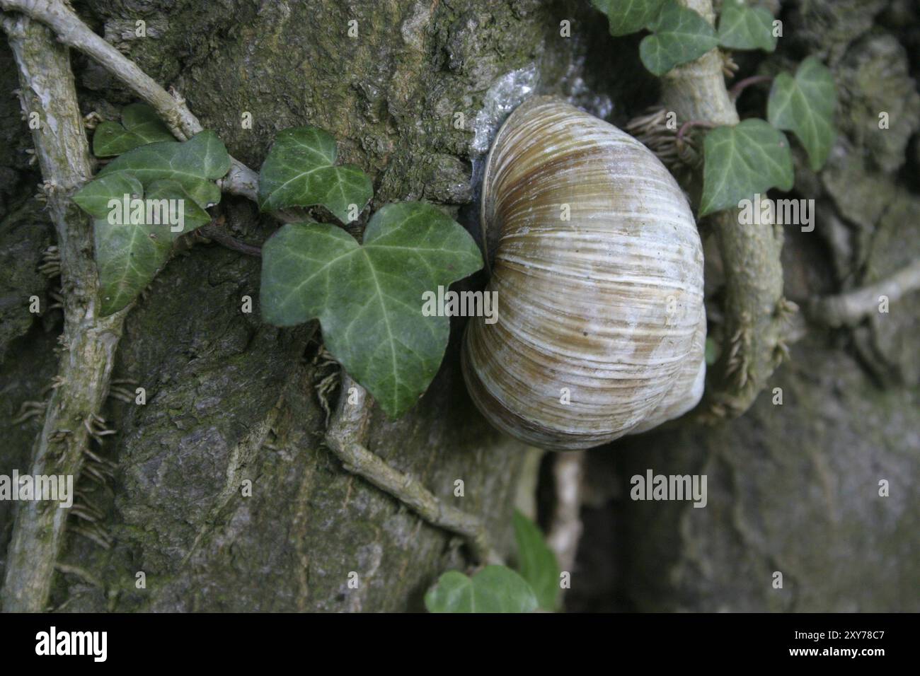 Vineyard snail in dry dormancy on a tree trunk Stock Photo