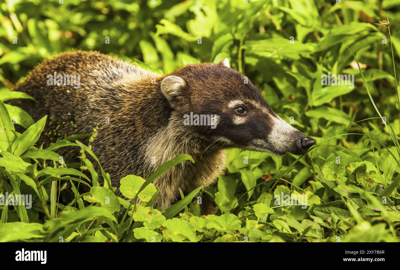 Coati in habitat white hi-res stock photography and images - Alamy