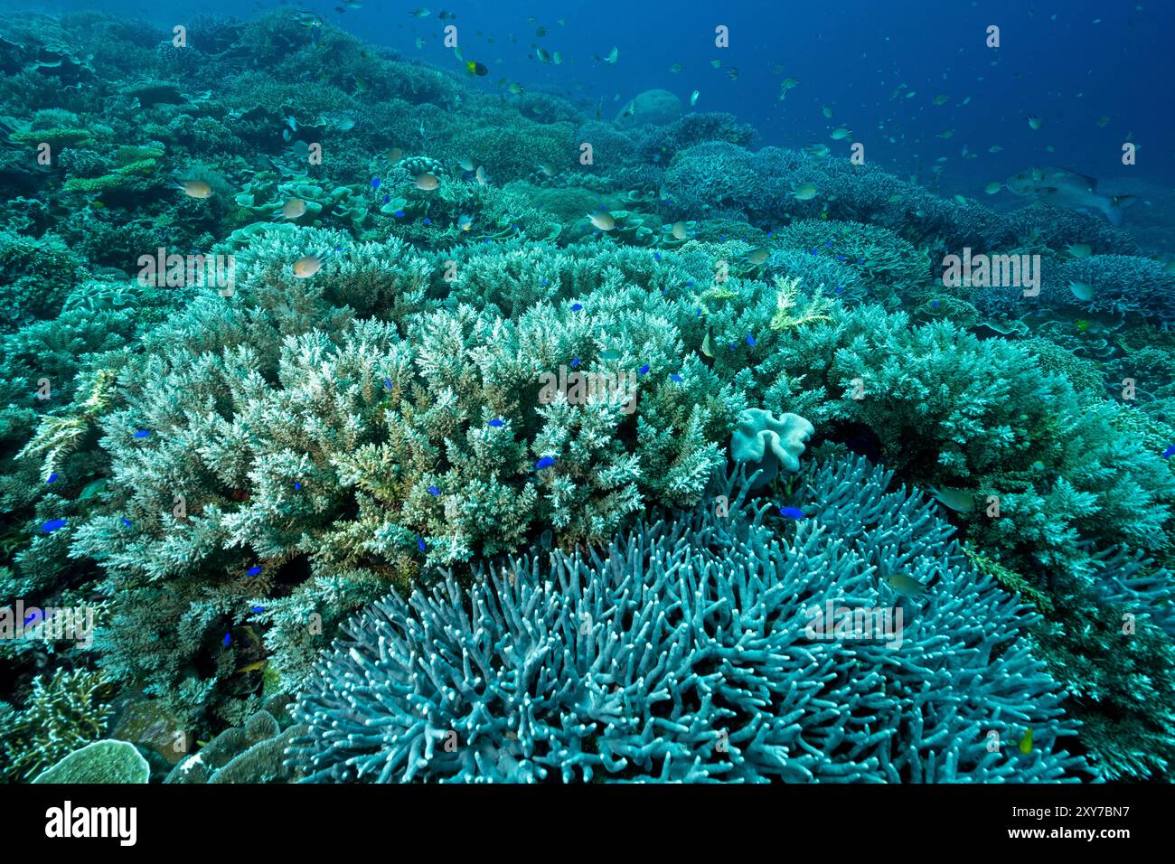 Pristine Reef Scenic With Acropora Corals Acropora Echinata Raja pristine-reef-scenic-with-acropora-corals-acropora-echinata-raja