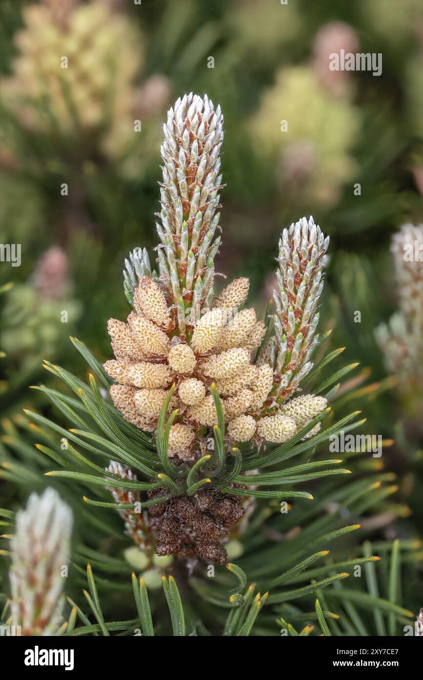 Close-up of Pinus pumila flowers with pollen and pine needles in spring Stock Photo