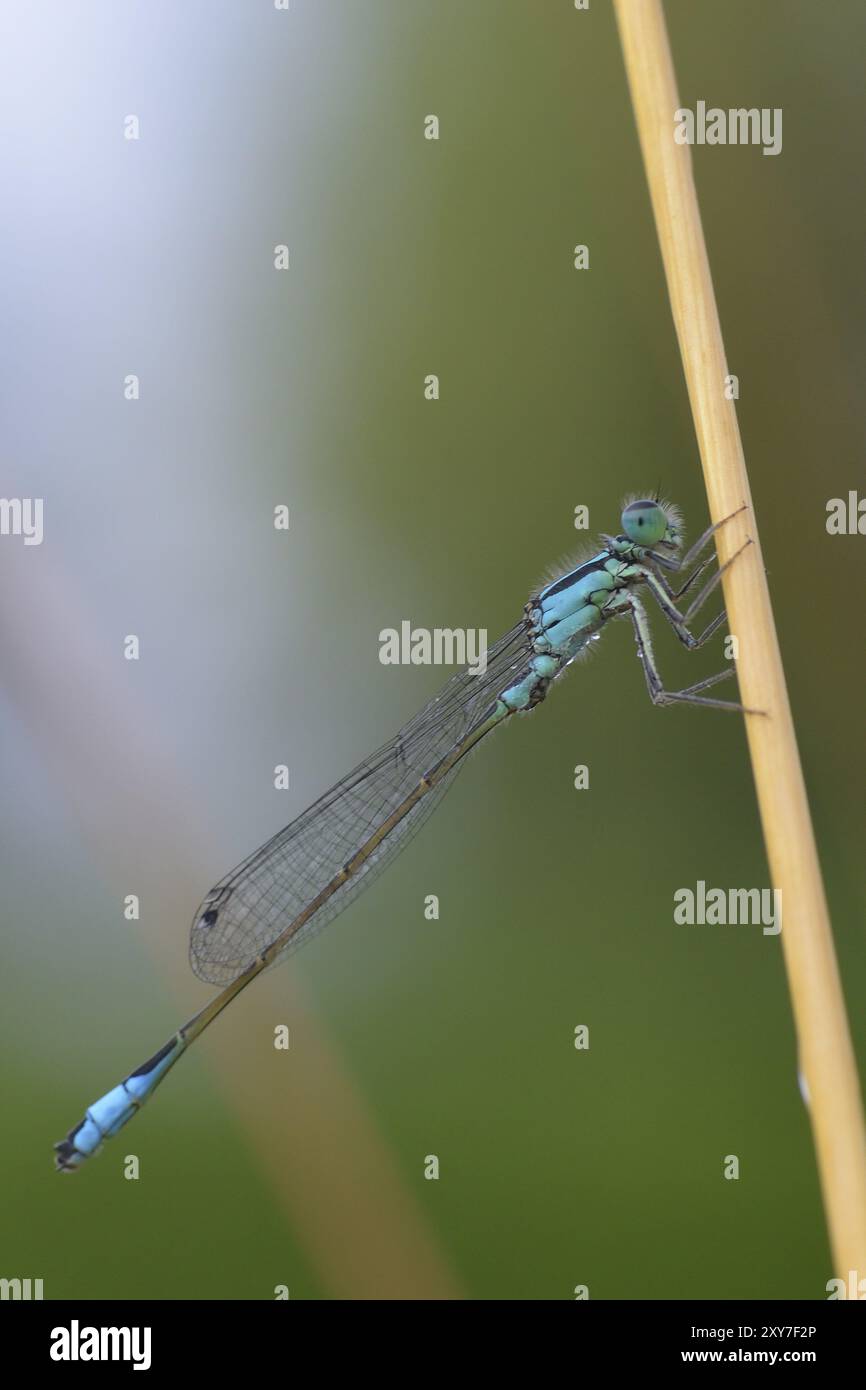 Blue damselfly in the rain. Male White-legged damselfly on a leaf Stock ...