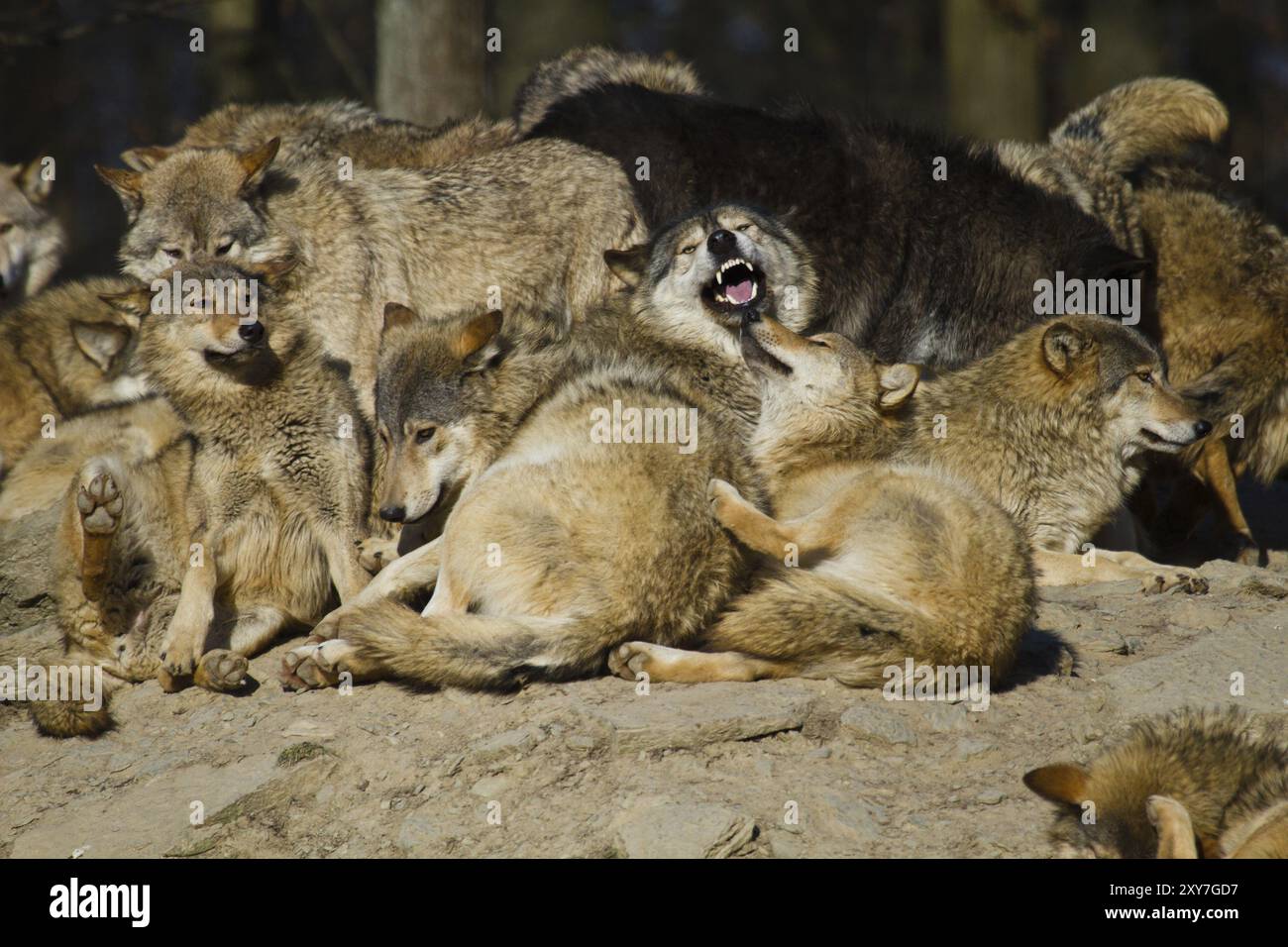 Algonquin wolves hi-res stock photography and images - Alamy