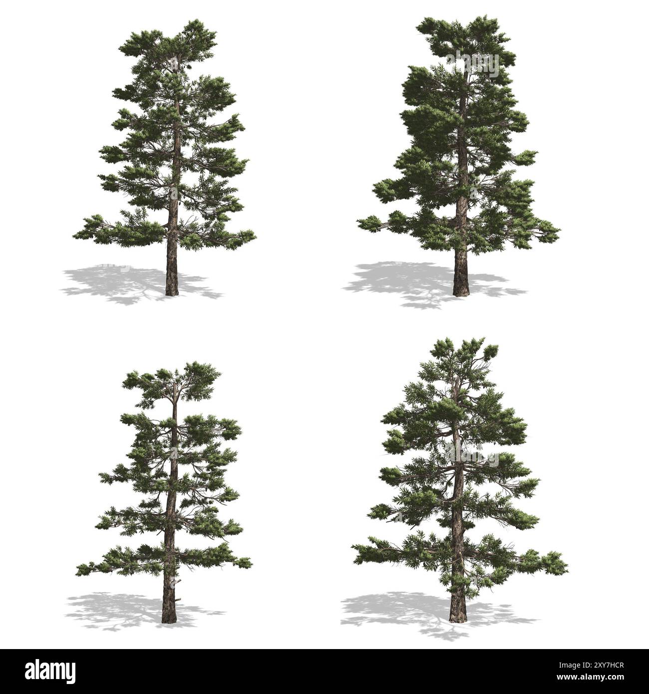 Pine trees, isolated on white background Stock Photo - Alamy