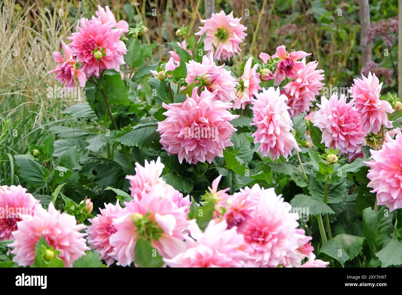 Pink dinner plate dahlia ‘Otto’s Thrill’ in flower Stock Photo - Alamy