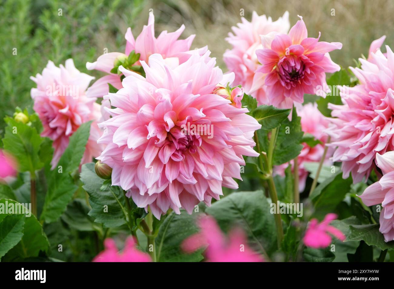 Pink dinner plate dahlia ‘Otto’s Thrill’ in flower Stock Photo - Alamy