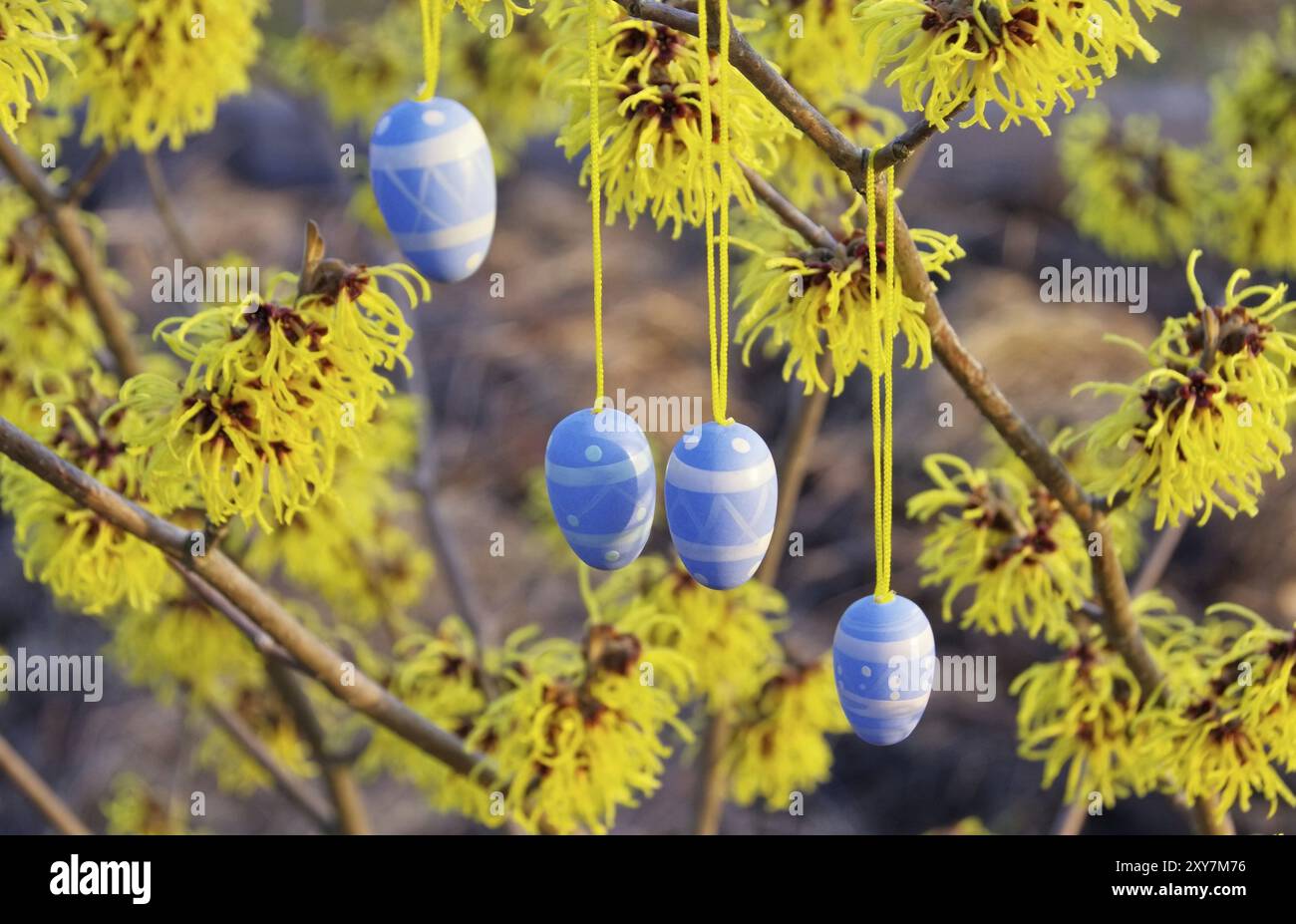 Easter shrub Hamamelis, hamamelis shrub in easter time 09 Stock Photo