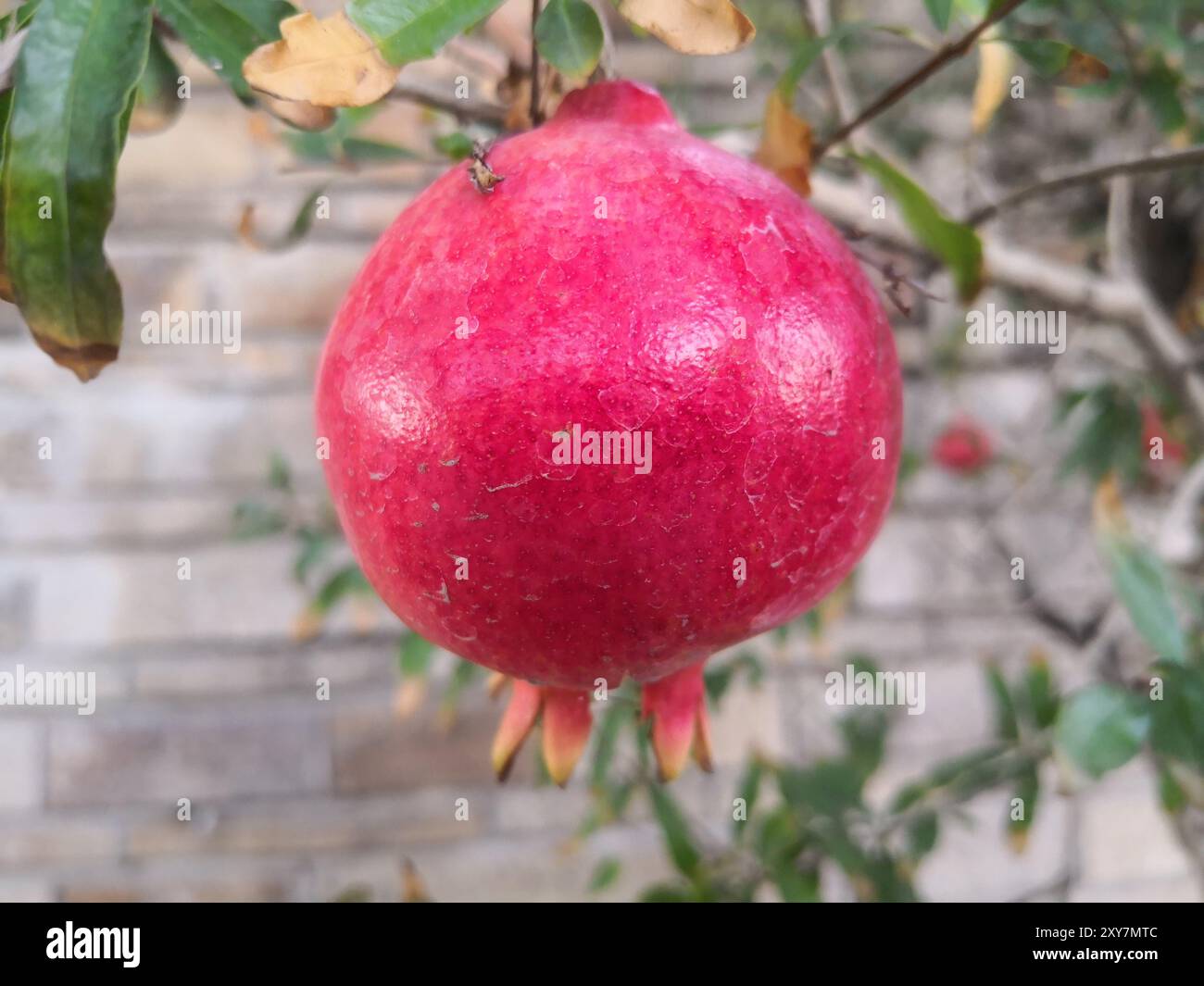The Pomegranate on farmland. In a ripening state Stock Photo Alamy