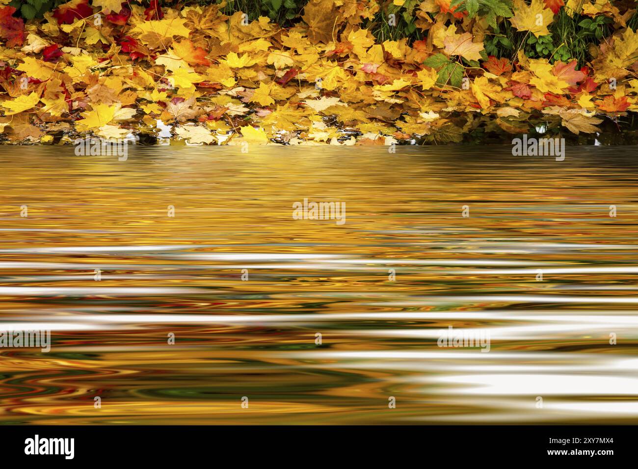Empty book cover autumn leaves hi-res stock photography and images - Alamy
